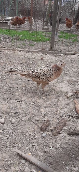 Ofertă Făzănițe Black Friday