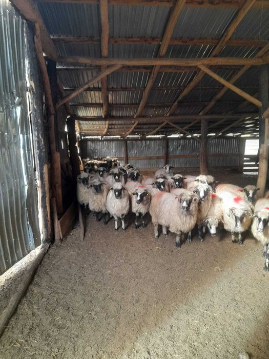 Se vand oi.                    .