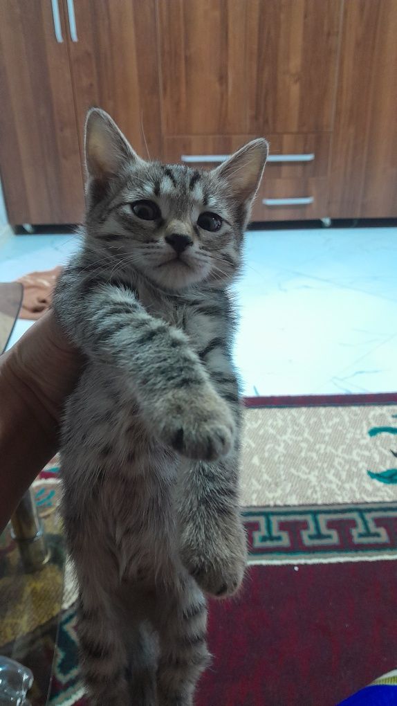 Ikkita mushukcha