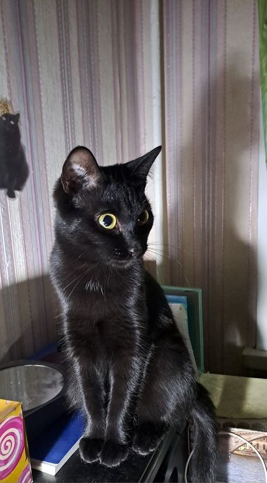 Отдам кошечку бесплатно
