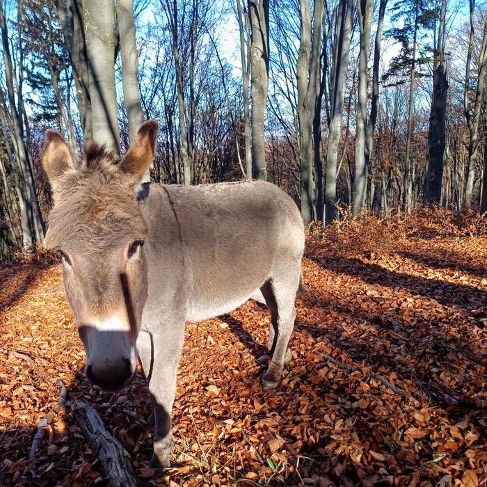 Măgar disponibil