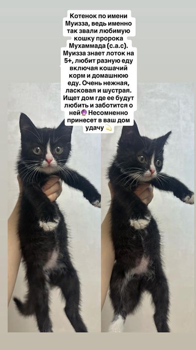 Отдам в хорошие руки домашних котят