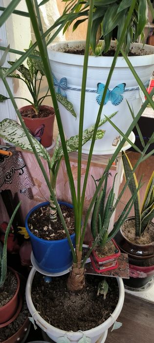 Пальмы взрослые и молодые