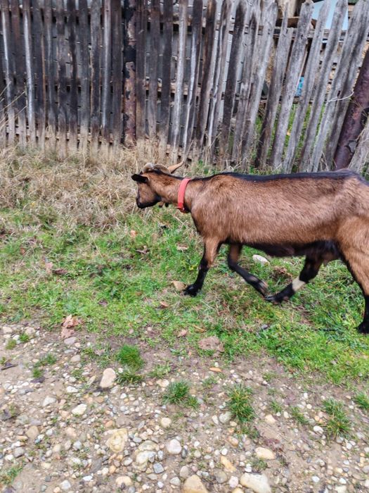 Vand cape alpine franceza