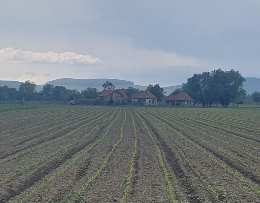 Semanatoare porumb / floare ( SPC )