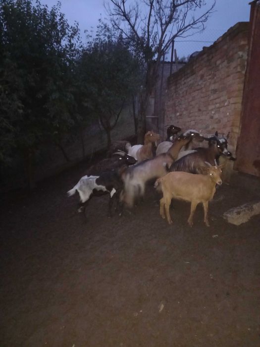 Vand sau schimb cu vaca, 5capre si 5 iedite