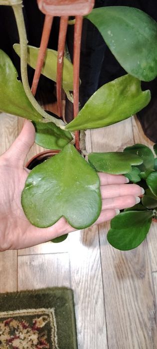 Хойя разных сортов