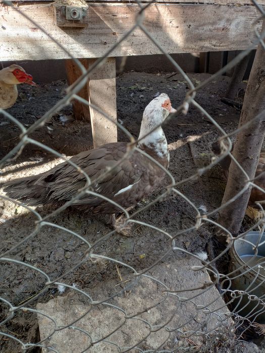 Vând rate mute lesesti