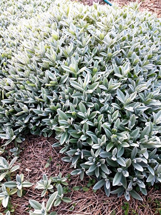 Градински церастум, делосперма, флокс