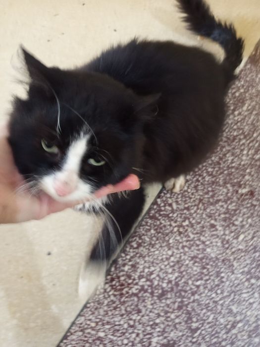 Donez norvegian de padure