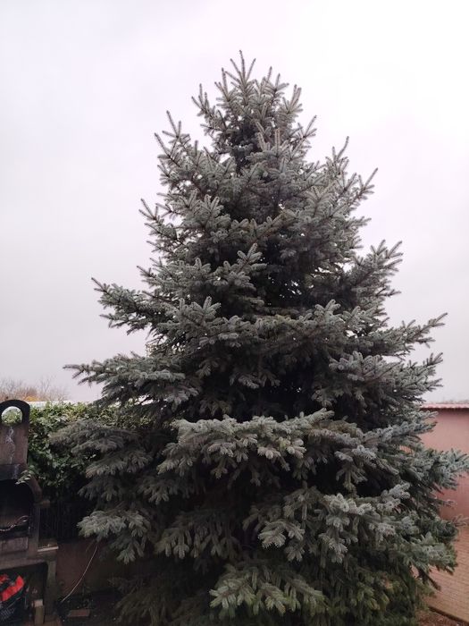 Brad de Crăciun argintiu