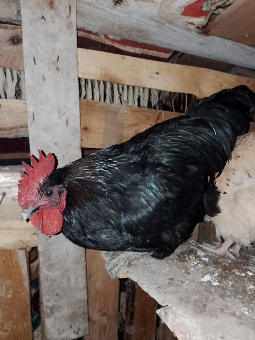 8 айлык атеш бар 7500 тгг