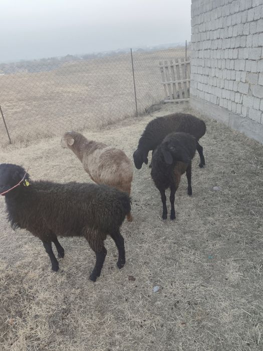 Семиз кой, кошкарлар