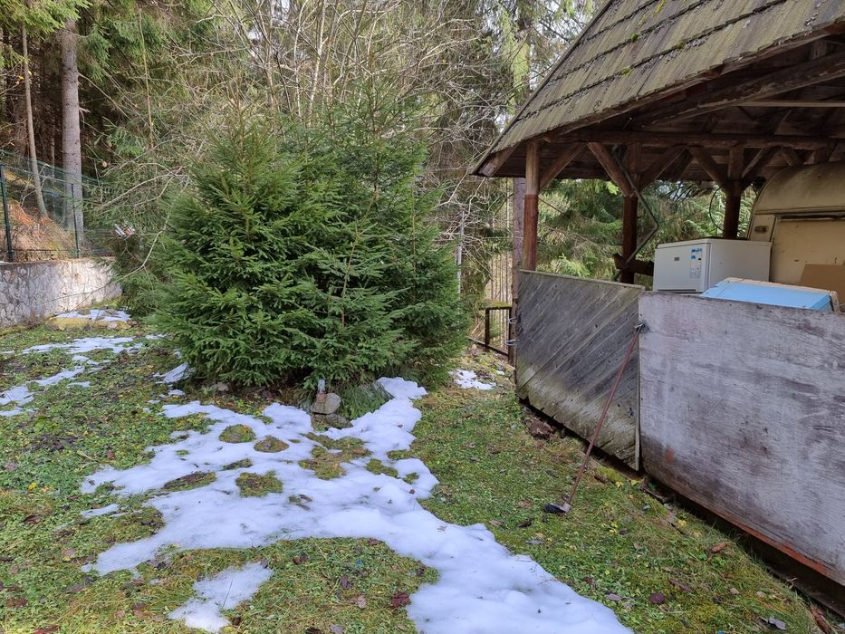 Brazi de 1,5...3metri