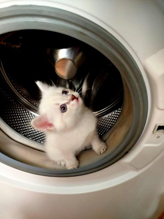Котенок белый 1.5 мес Один в помете.