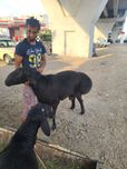Qo‘y sotiladi zotga go‘shtga