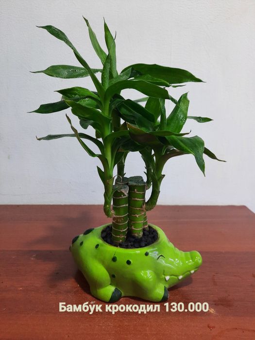 Бамбуки и Сансевиерии