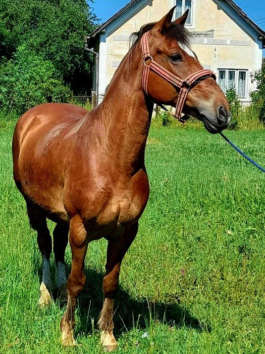 De vânzare cal castrat