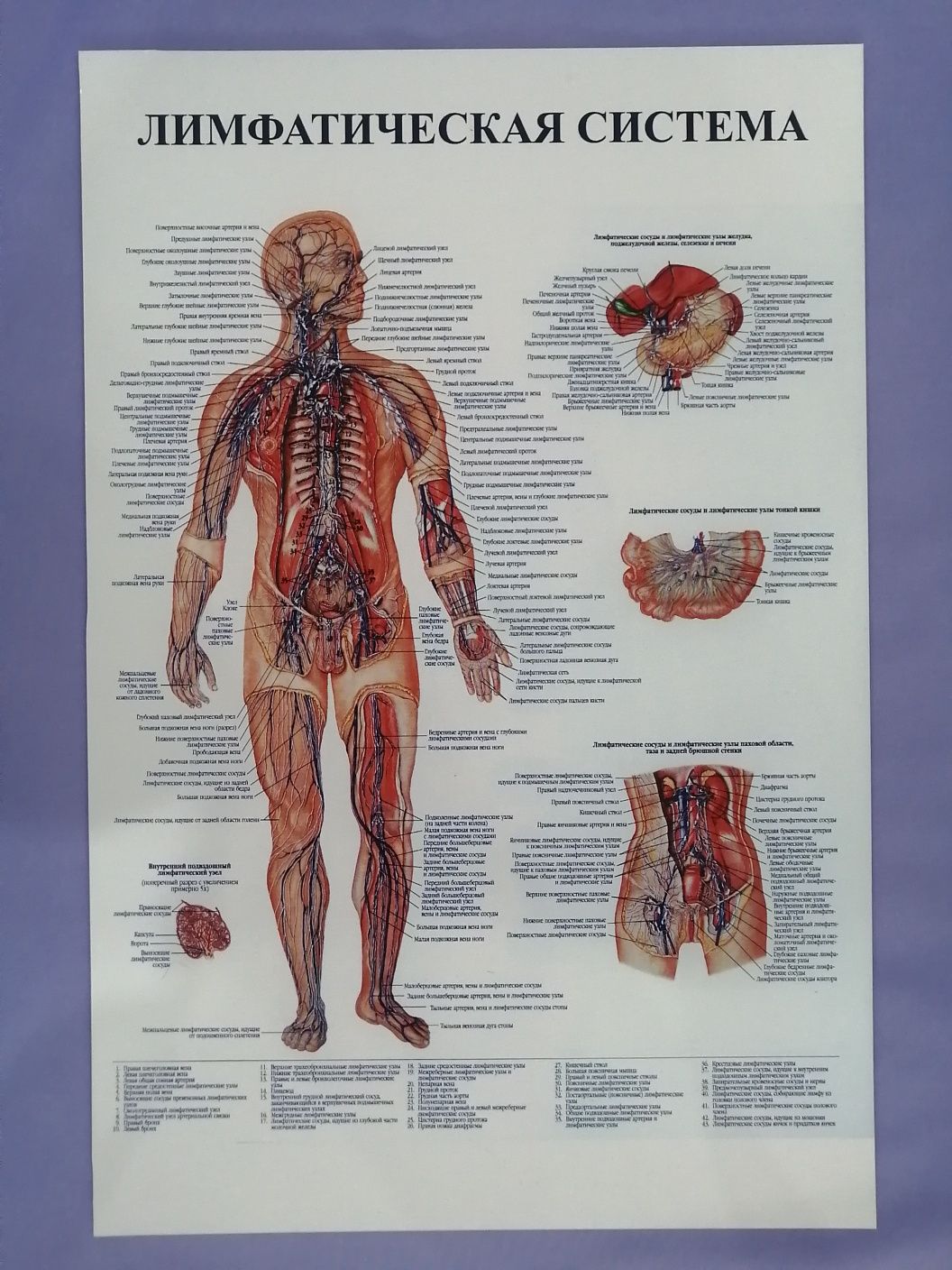 Анатомические стенды. Плакаты. Анатомия тела человека