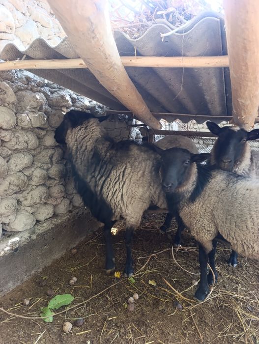 Кочкор романов котта конга