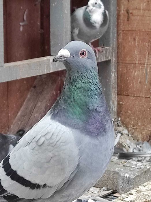 Vand porumbei voiajori sport