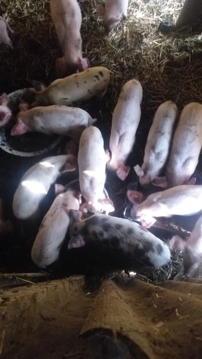 Продам поросят месячных