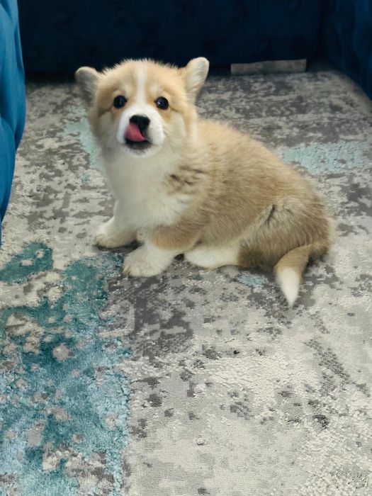 Welsh corgi pembroke