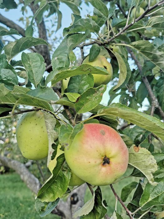 Pomi fructiferi de vânzare din soiuri vechi