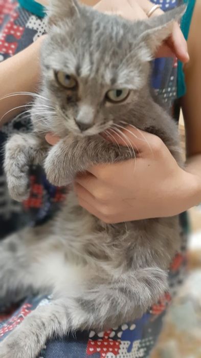 Серая кошечка ищет дом