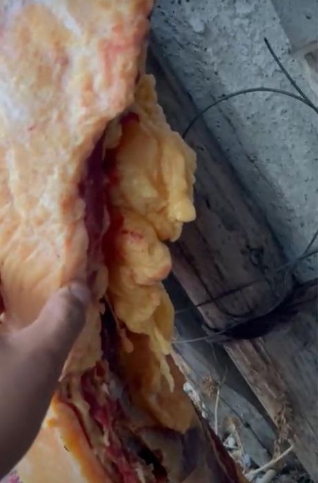 Продам согым 1,5-2 годавалые конина, отправим в любые города!