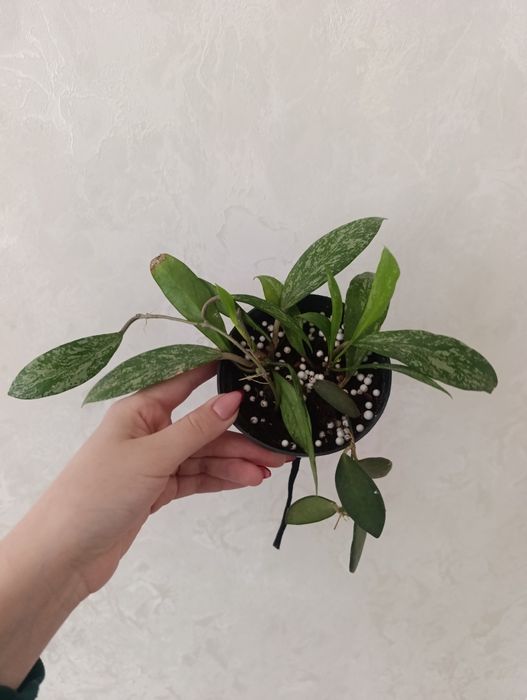 Продаётся 2 вида хойя