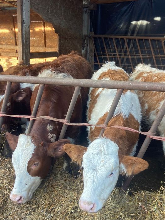 Vand vitele tinute pe boxa cu media 200 +