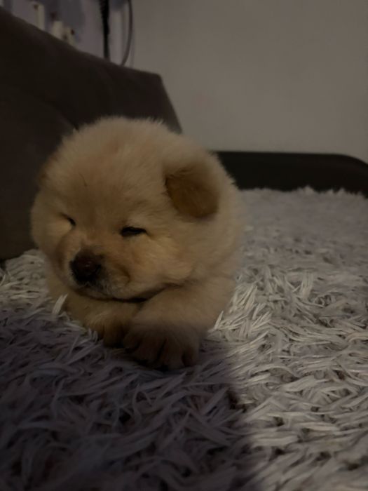 Caine Chow chow de