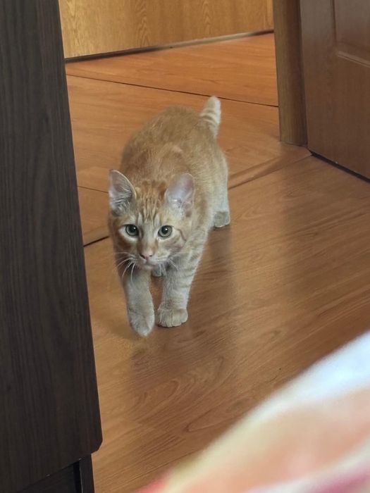 Donez motan portocaliu castrat