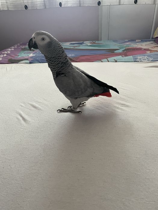 Папагал кралско Жако