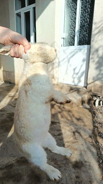 Quyon lar sotiladi. 3 дона эркак ва аёли бор