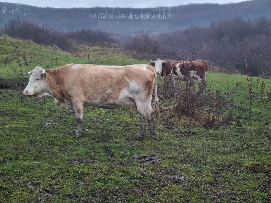 vand 2 vaci gestante