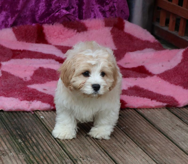 Cavapoo deosebitD