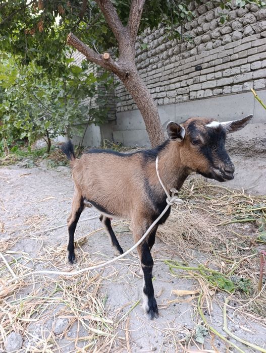 Sog'lom. Alpen takasi