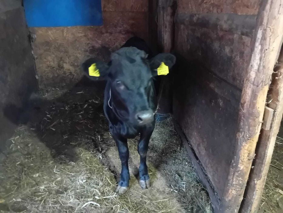 Vițele Angus + metis pentru reproducție sau carne – preț avantajos!