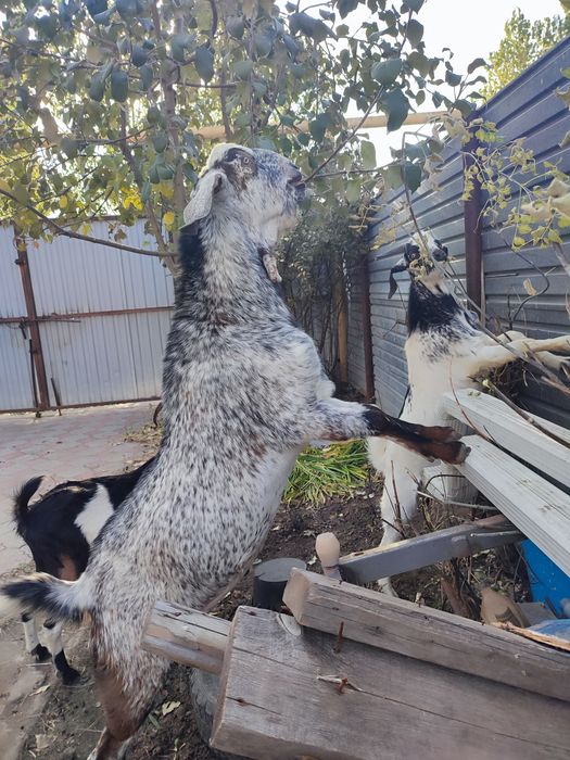 Козел Англо нубуйской породы Камори для покрытия
