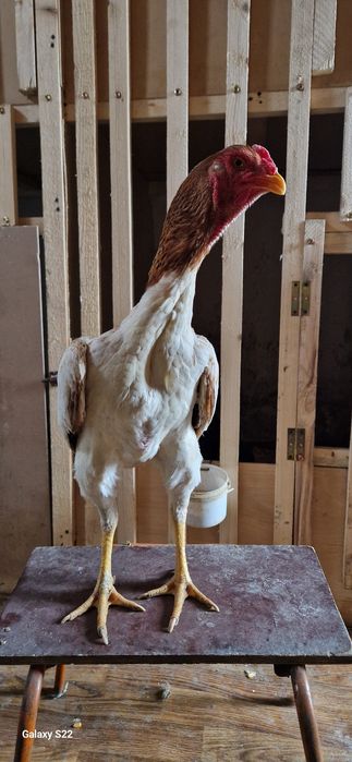 Дакан шамо курочка 100