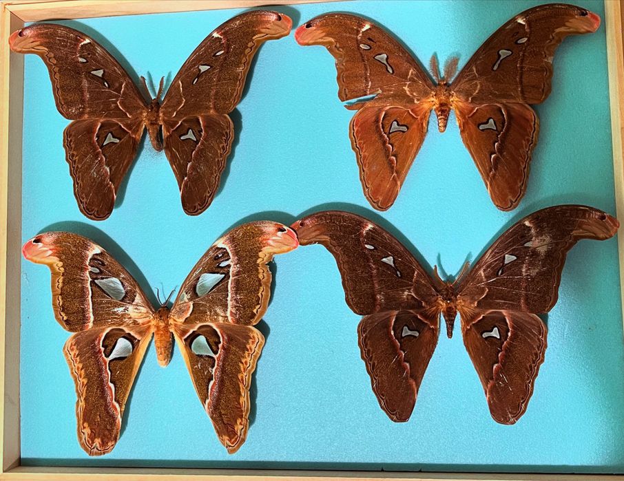 Колекция пеперуди насекоми