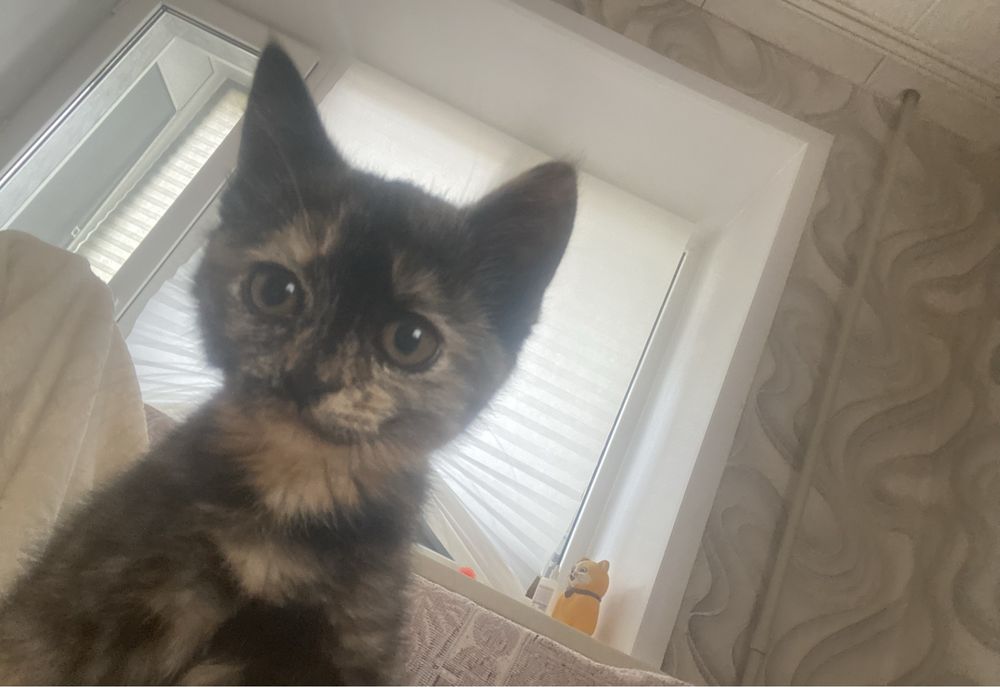 Отдам котенка девочка