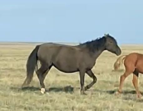 Продам кобылу  беременная ! 2 раз будет рожать