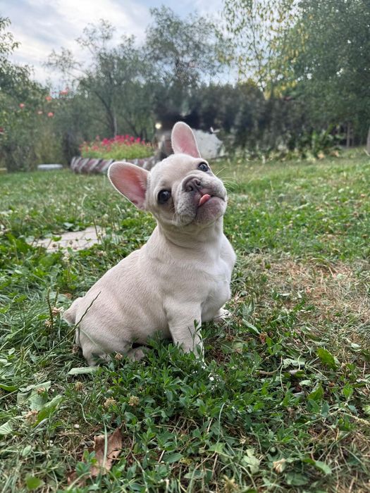 Bulldog francez femelă