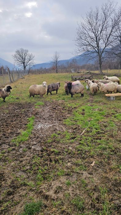 Oii carabase 1200 lei