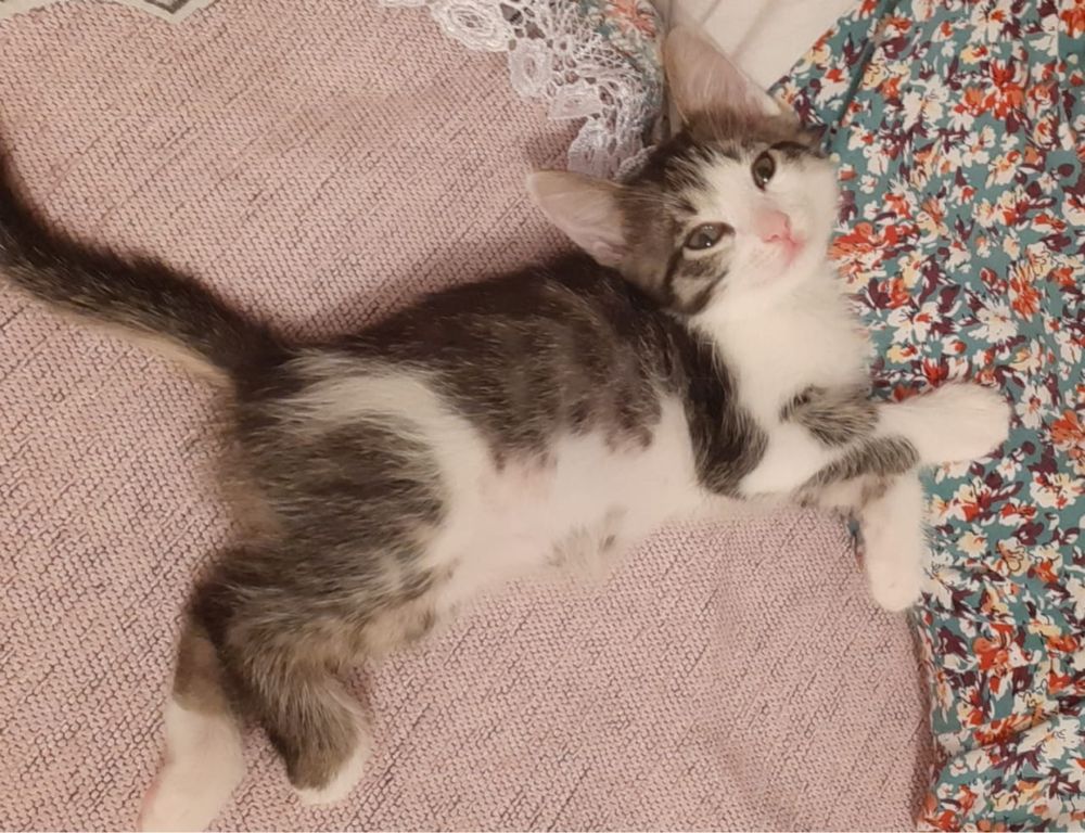 Мысық.Котенок.3 айлық.Таза.Домда тұрады.Туалетке үйренген.