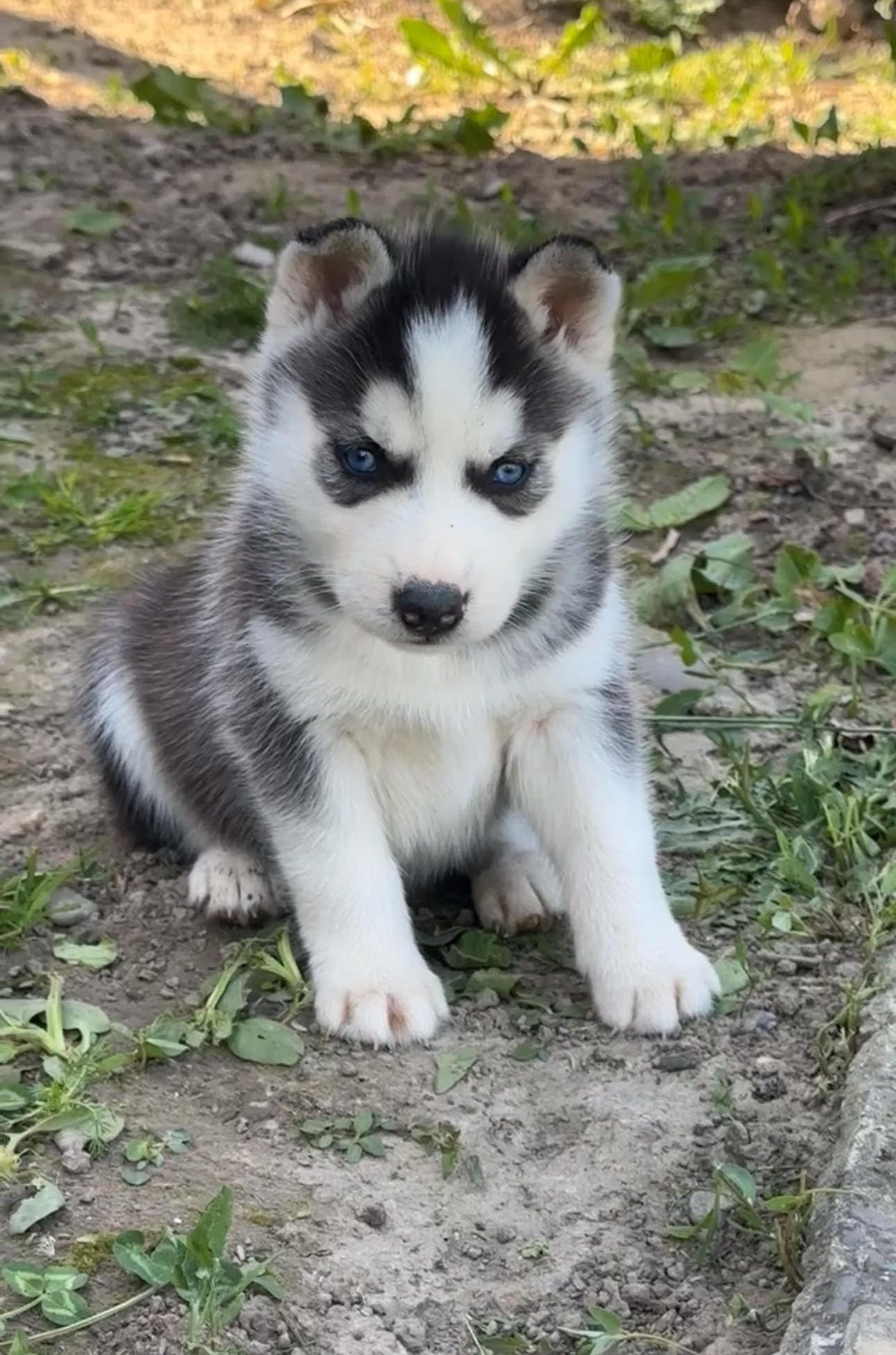 Pui Husky băieți și fetițe.