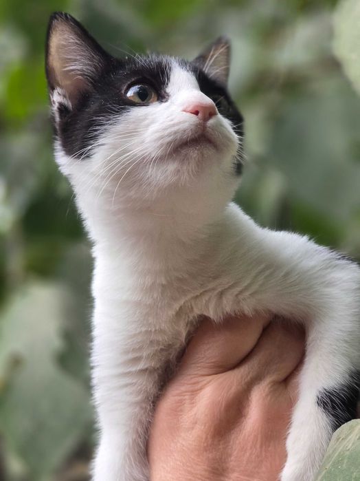 Малыш ищет семью!